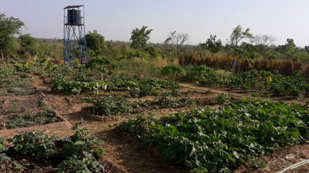 Dogon Nature Mali jardins vivriers 