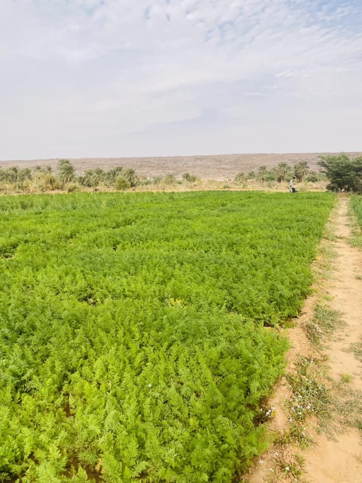 Maaden Mauritanie