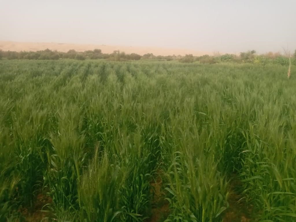 Jardins Maaden 