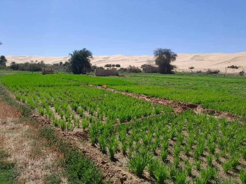 Jardins Maaden et dune