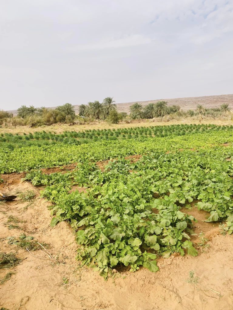 Jardins Mauritanie